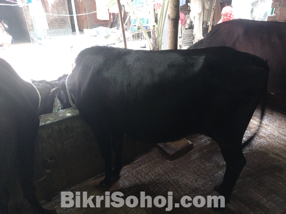 Fram Cow